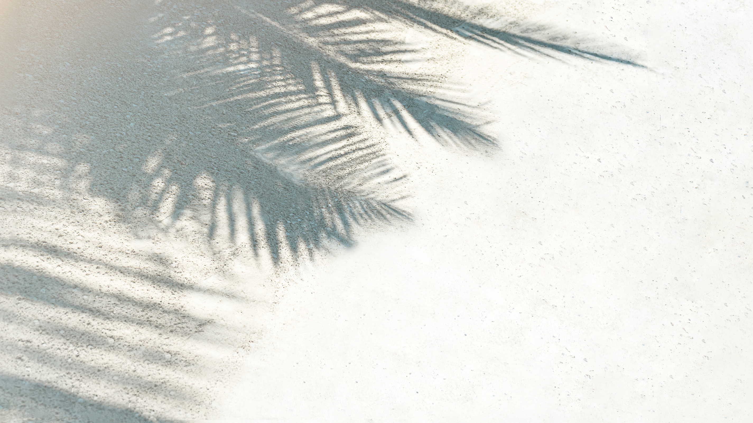 Palm Leaf Shadows on the Sand Copy Space